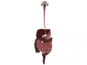 पाचन तंत्र 3D मॉडल