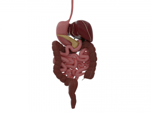 digestive system 3D-Modell