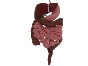 digestive system 3D-Modell