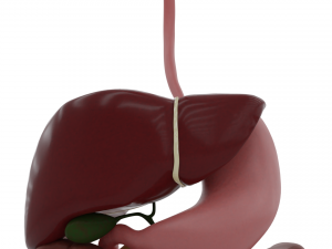 digestive system 3D-Modell