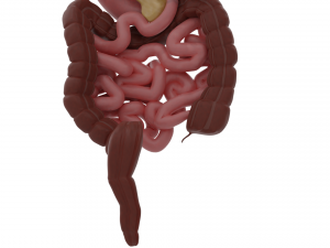 digestive system 3D-Modell