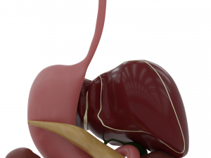 digestive system 3D-Modell