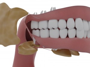 digestive system 3D-Modell