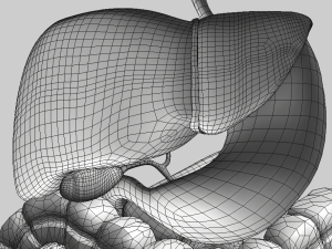 digestive system 3D-Modell