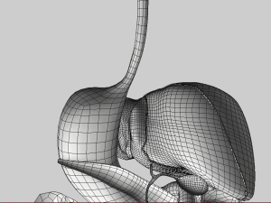 digestive system 3D-Modell