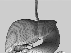 digestive system 3D-Modell