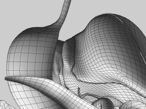 digestive system 3D-Modell