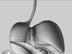digestive system 3D-Modell