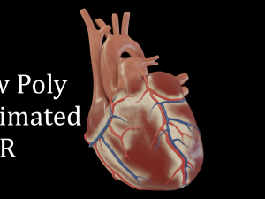 human heart 3D 模型