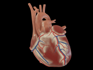 human heart 3D Model