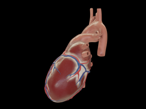 human heart 3D Model