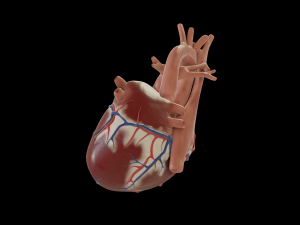 human heart 3D Model