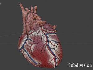 human heart 3D Model