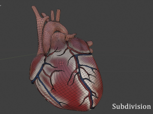 human heart 3D Model