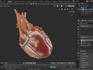 human heart 3D Model