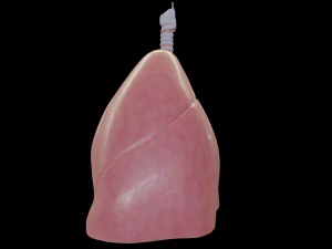 pulm&otilde;es humanos Modelo 3D