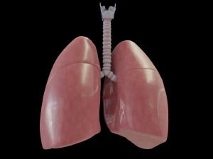 pulm&otilde;es humanos Modelo 3D