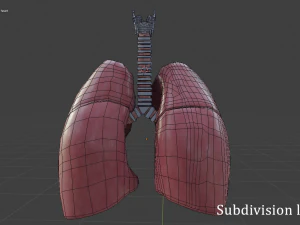 pulm&otilde;es humanos Modelo 3D