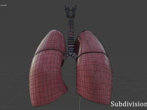 pulm&otilde;es humanos Modelo 3D