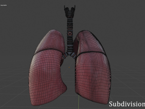 human lungs Modelo 3D