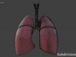 pulm&otilde;es humanos Modelo 3D
