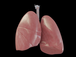 human lungs Modelo 3D
