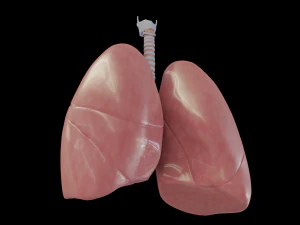 pulm&otilde;es humanos Modelo 3D