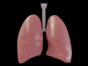 human lungs Modelo 3D