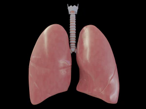 pulm&otilde;es humanos Modelo 3D