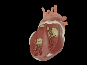 heart with cross section Model 3D