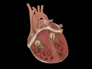 heart with cross section Model 3D