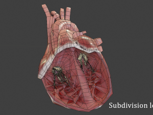 heart with cross section Model 3D