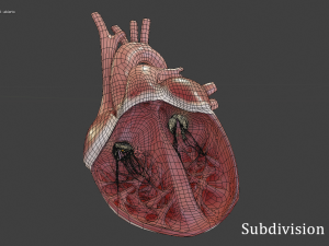 heart with cross section Model 3D