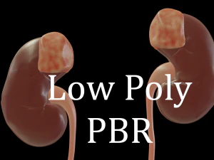 sistema urinário Modelo 3D