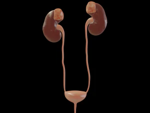 urinary system 3D Model