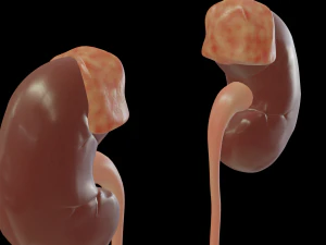 urinary system 3D Model