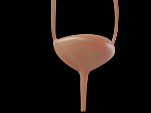 urinary system Modèle 3D