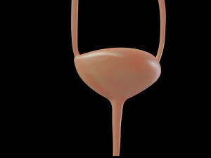 urinary system 3D Model