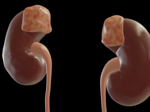 urinary system Modèle 3D
