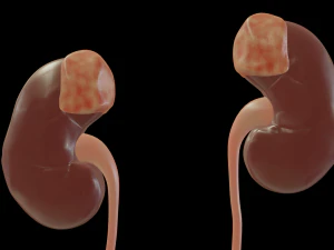 urinary system 3D Model