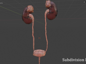 urinary system Modèle 3D