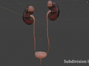 urinary system Modèle 3D