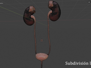 urinary system Modèle 3D