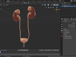 urinary system Modèle 3D