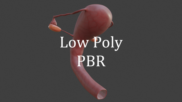 female reproductive system Modelo 3D .c4d .max .obj .3ds .fbx .stl .blend 