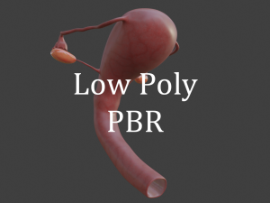 female reproductive system 3D Model
