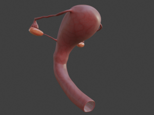 female reproductive system Modelo 3D
