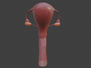 female reproductive system Modelo 3D
