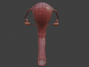 female reproductive system Modelo 3D