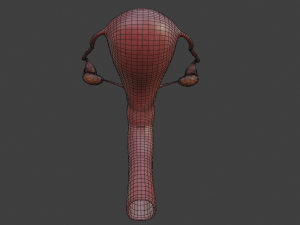 female reproductive system Modelo 3D